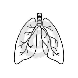 Human lungs flat style vector contour illustration. Internal organ icon, logo. Anatomy, medicine concept. Healthcare