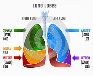 Human lungs infographic