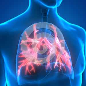 Human Lungs Inside Anatomy (Bronchioles) photo