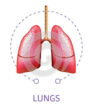Human lungs internal respiratory system organ isolated icon