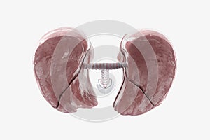 Human lungs isolated on white background