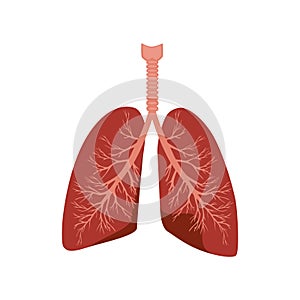 Human lungs isolated in the white background