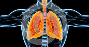 Human lungs medical illustration showing infected lungs in bright orange.