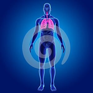 Human Lungs with Organs Anterior view