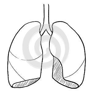 Human lungs outline on white. Medical illustration of respirating body part on health care awareness campaign. Banner or