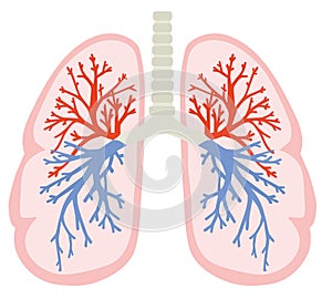 A human lungs. Part of anatomy human body model with organ system. Colorful vector illustration in flat cartoon style.