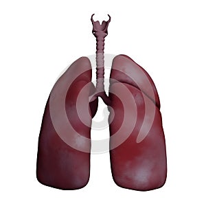 Human lungs and trachea. 3d rendering