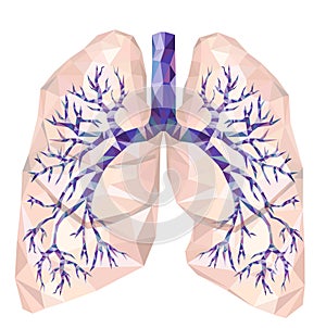 Human lungs with trachea, bronchus, bronchi, carina, in low poly