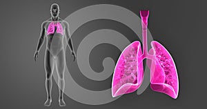 Human Lungs zoom with Body Anterior view