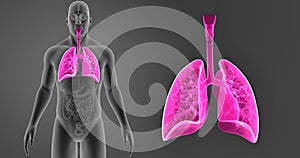Human Lungs zoom with Organs Anterior view
