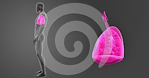 Human Lungs zoom with Organs Lateral view