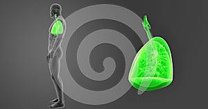 Human Lungs zoom with Organs Lateral view