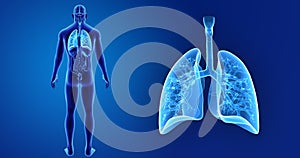 Human Lungs zoom with Organs Posterior view