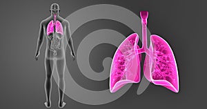 Human Lungs zoom with Organs Posterior view