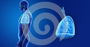 Human Lungs zoom with Skeleton Body Lateral view