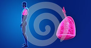 Human Lungs zoom with Skeleton Body Lateral view