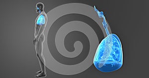 Human Lungs zoom with Skeleton Body Lateral view