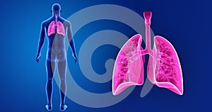 Human Lungs zoom with Skeleton Body Posterior view