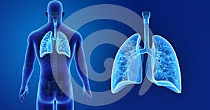 Human Lungs zoom with Skeleton Body Posterior view