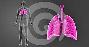 Human Lungs zoom with Skeleton Body Posterior view