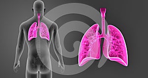 Human Lungs zoom with Skeleton Body Posterior view