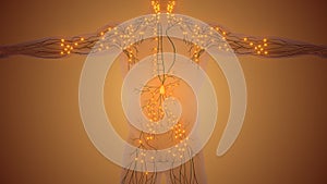 The Human Lymph Node Structure