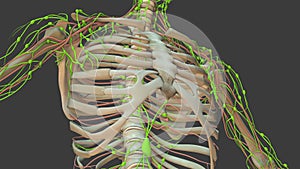 Human Lymphatic System 3d animation