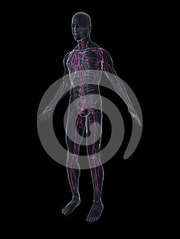 Human lymphatic system