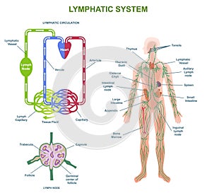 Human Lymphatic System Anatomy vector concept