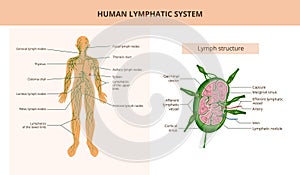Human Lymphatic System