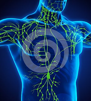 Human Lymphatic System Illustration