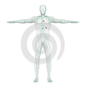 Human Lymphatic System Illustration