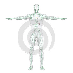 Human Lymphatic System Illustration photo