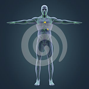 Human Lymphatic System Illustration