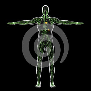 Human Lymphatic System Illustration