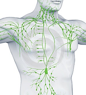 Human Lymphatic System Illustration