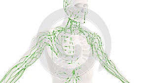 Human lymphatic system medical background
