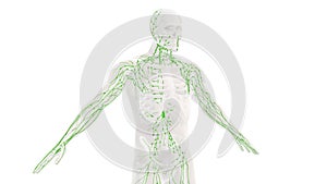 Human lymphatic system medical background