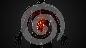 The human lymphatic system's anatomy