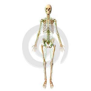 Human Lymphatic system with skeleton