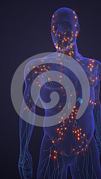 Human Lymphatic Vessel Pathway and Immune Support System
