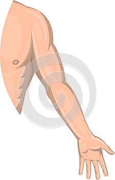 Human male arm left side