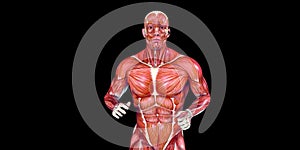 Human Male Body Anatomy Illustration of a human torso with visible muscles