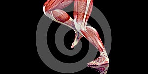 Human Male Body Anatomy Illustration of a human jogger with visible muscles