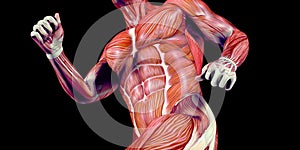 Human Male Body Anatomy Illustration of a human with visible muscles