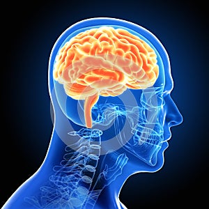 Hombre masculino cerebro escanear 