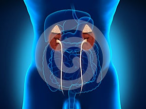 Human Male Kidneys Anatomy