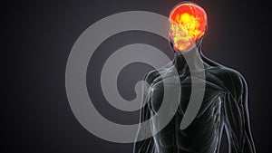 human male nerves anatomy system. 3d illustration