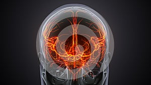 human male nerves anatomy system. 3d illustration