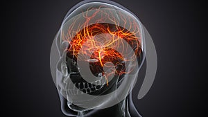 human male nerves anatomy system. 3d illustration